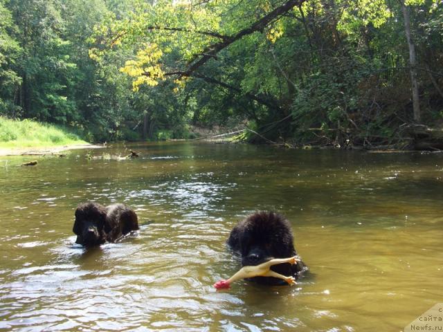Фото: ньюфаундленд Анджел Викториус, ньюфаундленд Барышня
