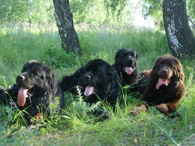 Фото: ньюфаундленд Черный Шарм Амбер Бест Дог ФО Марлеон, ньюфаундленд Царевич Империи Ньюф от Марлеон Дусвик, ньюфаундленд Жозефина Леди Прекрасная