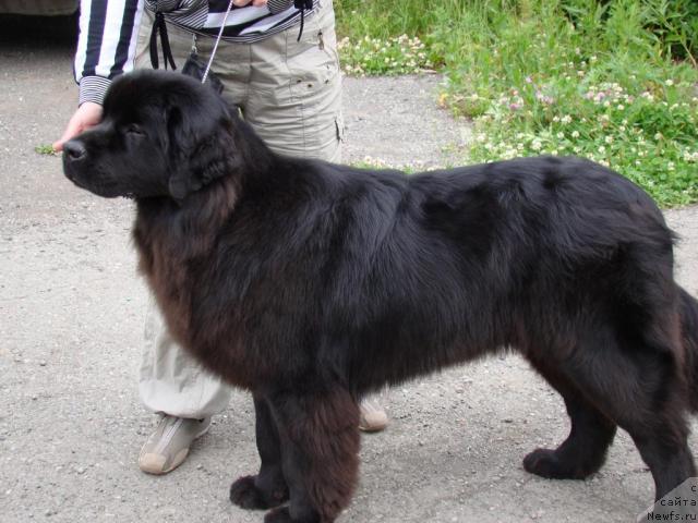 Фото: ньюфаундленд Сент Джонс Тендер Кисс оф Элли (Sent Djons Tender Kiss of Elly)