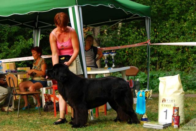 Фото: ньюфаундленд Топтыжка Сияние от Айсберга, Мария Лапина
