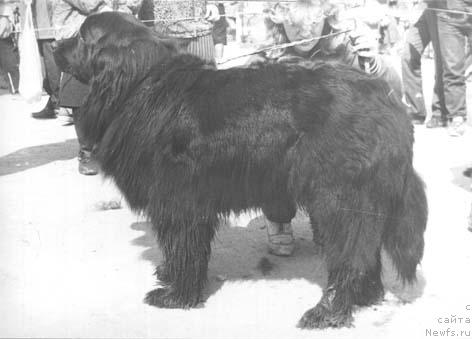 Фото: ньюфаундленд Магда Юджин Гай