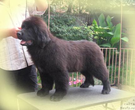 Фото: ньюфаундленд Радосвет с Берега Дона (Radosvet s Berega Dona)