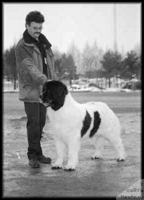 Фото: ньюфаундленд Amoradas Rambling Rose