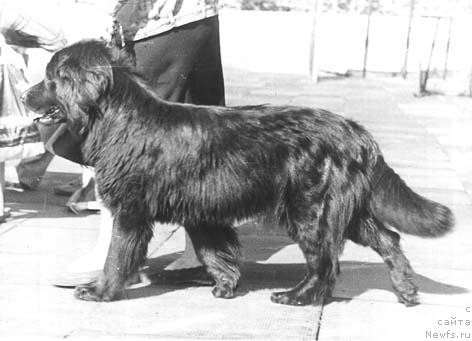 Фото: ньюфаундленд Дэнгира