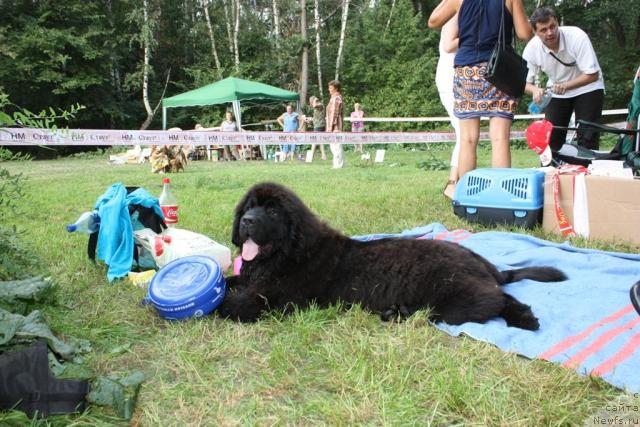 Фото: ньюфаундленд Гранд Бэби Ариадна