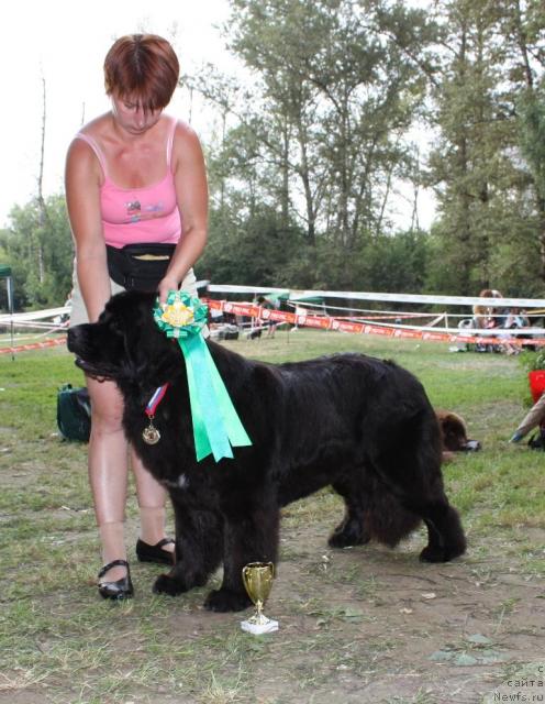 Фото: ньюфаундленд Топтыжка Сияние от Айсберга