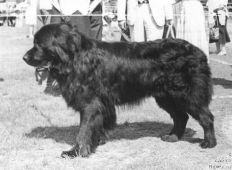 Фото: ньюфаундленд Жерарди Ют Та