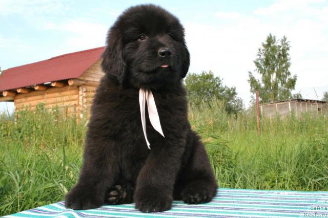 Фото: ньюфаундленд Юрена Черная Пантера