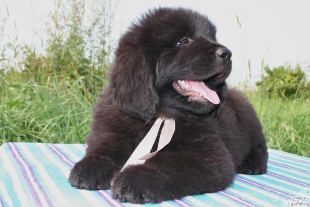 Фото: ньюфаундленд Юрена Черная Пантера