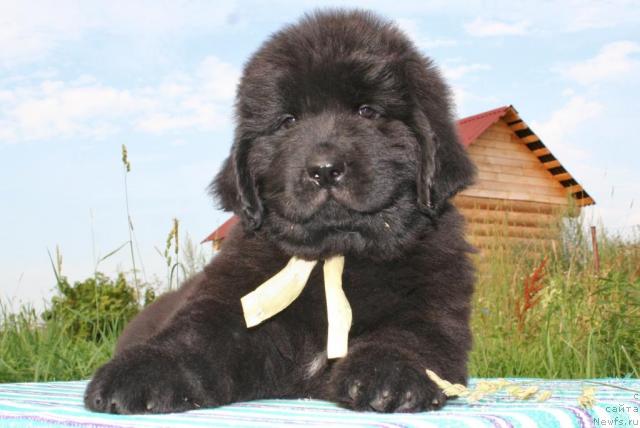 Фото: ньюфаундленд Юнителла Легенда о Любви