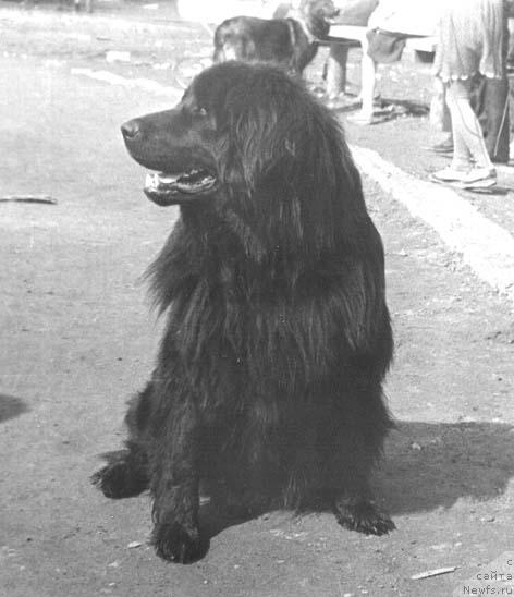 Фото: ньюфаундленд Наминга Шано