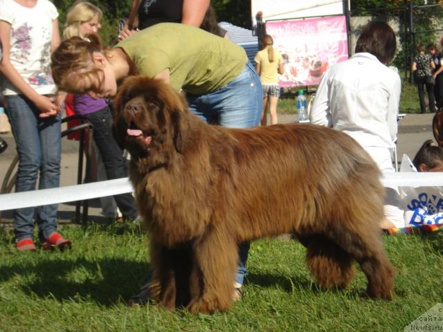 Фото: ньюфаундленд Мега Стар из Аркаима, Александра Веснина