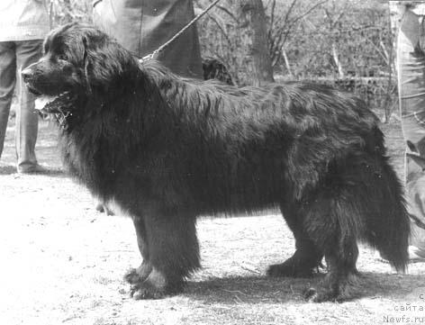 Фото: ньюфаундленд Гларус Гайс