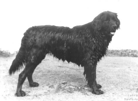 Фото: ньюфаундленд Грэсси Франклин