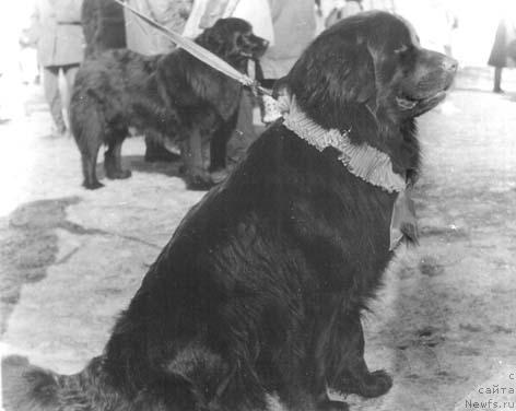 Фото: ньюфаундленд Нордленд Клеменц Мули