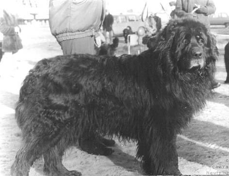 Фото: ньюфаундленд Барри Дари