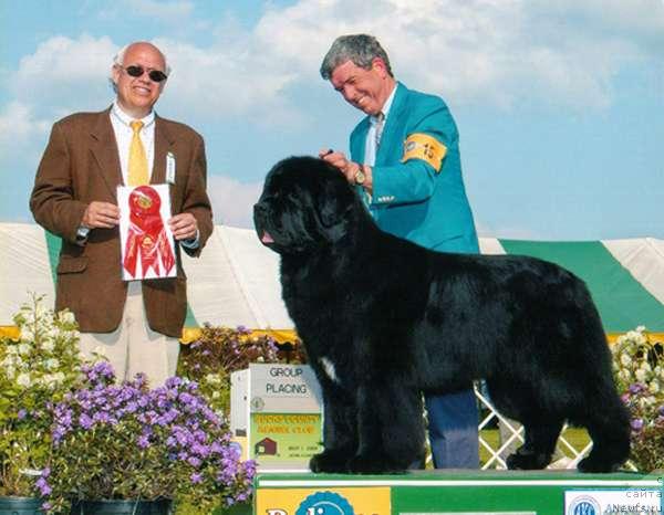 Фото: ньюфаундленд Midnight Lady's My Heart Goes Boom