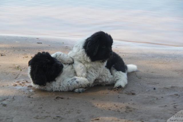 Фото: ньюфаундленд Аквиан Сонг Зест Бьютифул (Akvian Song Zest Beautiful)