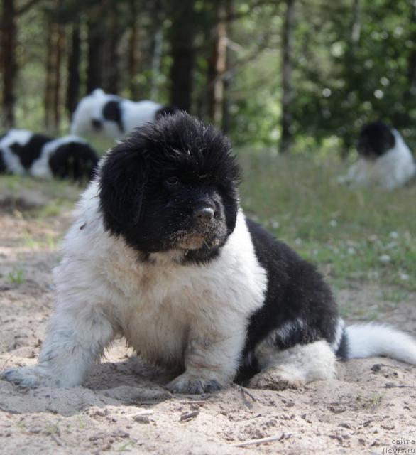 Фото: ньюфаундленд Аквиан Сонг Зест Бьютифул (Akvian Song Zest Beautiful)