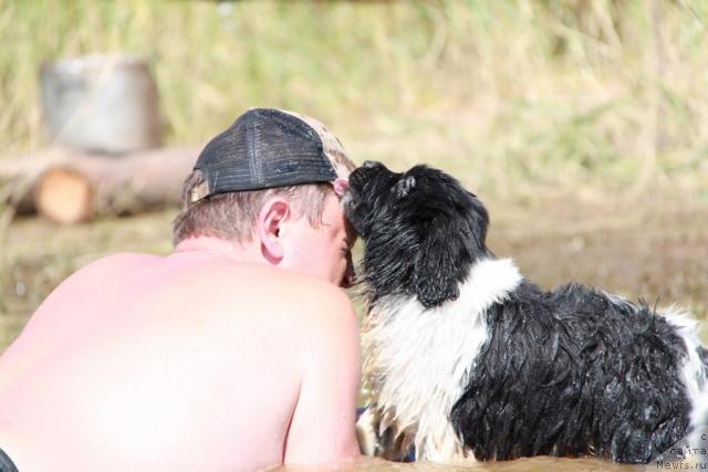 Фото: ньюфаундленд Аквиан Сонг Зест Бьютифул (Akvian Song Zest Beautiful)