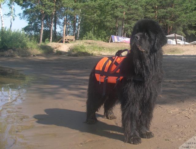 Фото: ньюфаундленд Данс Мемори Фьюджан Риф