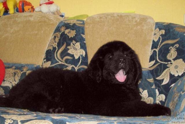 Фото: ньюфаундленд Цыганский Каприз