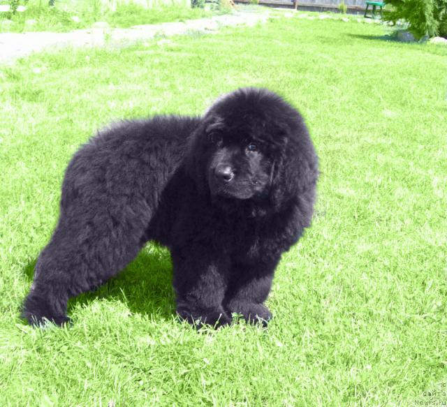 Фото: ньюфаундленд Цыганский Каприз