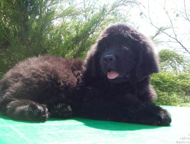 Фото: ньюфаундленд Цыганский Каприз