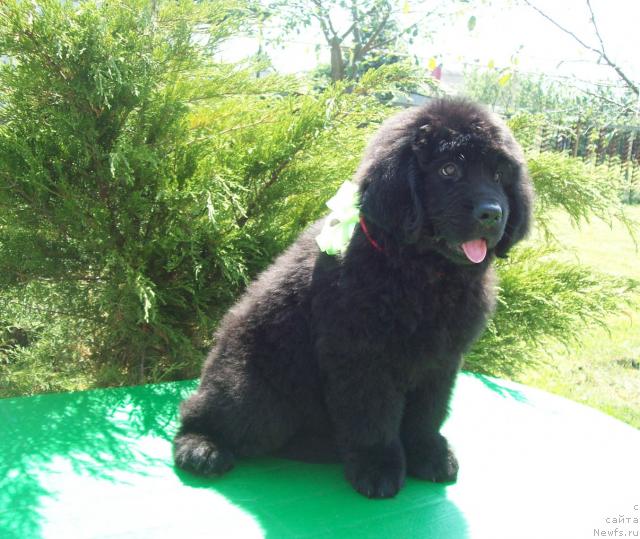 Фото: ньюфаундленд Цыганский Каприз