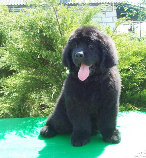 Фото: ньюфаундленд Цыганский Каприз