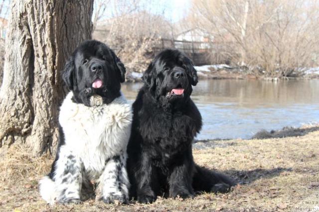 Фото: ньюфаундленд Супер Бизон Арго (Super Bizon Argo), ньюфаундленд Бегущая по Волнам Сеньорита Сенсация