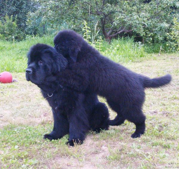 Фото: ньюфаундленд Бегущая по Волнам Вся Такая Растакая (Beguschaya po Volnam Vsya Takaya Rastakaya), ньюфаундленд Бегущая по Волнам Харизма (Beguschaya po Volnam Harizma)