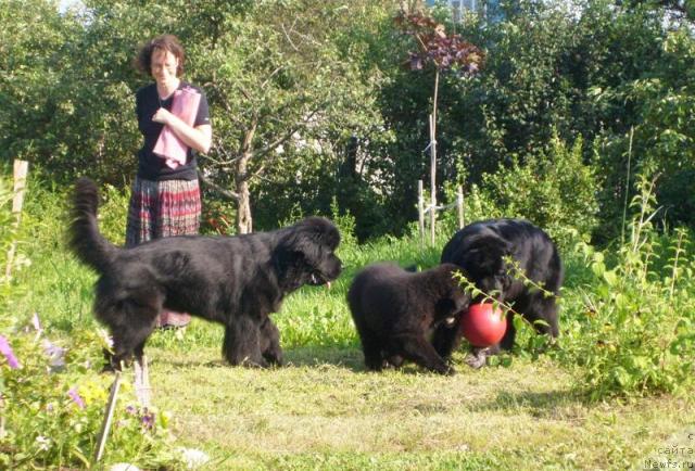 Фото: Галина Акулина, ньюфаундленд Бегущая по Волнам Вся Такая Растакая (Beguschaya po Volnam Vsya Takaya Rastakaya), Бегущая по волнам Харизма, ньюфаундленд Бегущая по Волнам Само Совершенство (Beguschaya po Volnam Samo Sovershenstvo)