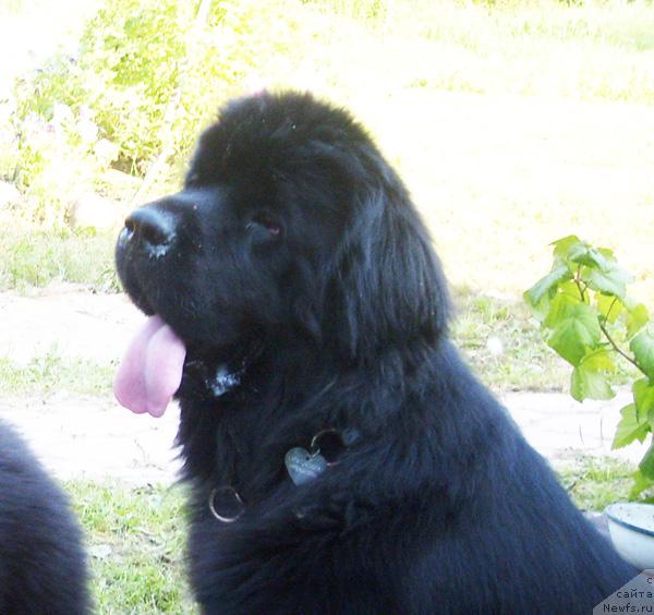 Фотография № 46344