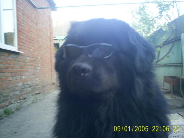 Фото: ньюфаундленд Емеля с Берега Дона