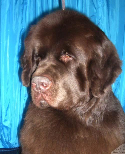 Фото: ньюфаундленд Обуш Шед Юдашкин Стиль (Obush Shed Yudashkin Stil)