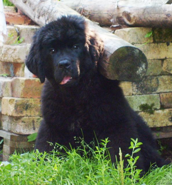 Фотография № 46360