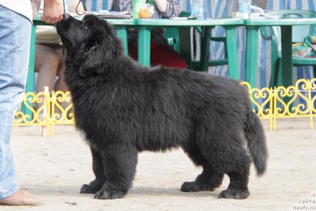 Фотография № 46364