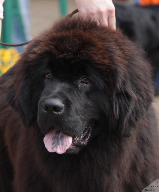 Фото: ньюфаундленд Баловень Судьбы