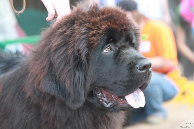 Фотография № 46368