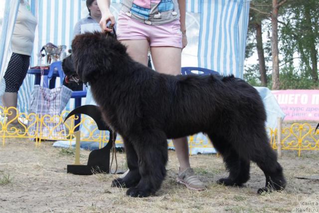 Фото: ньюфаундленд Баловень Судьбы