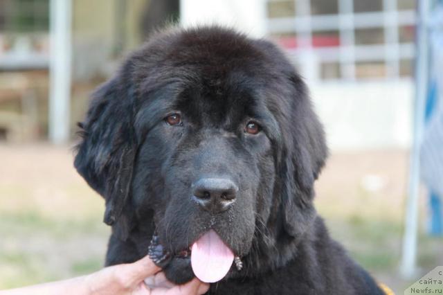 Фотография № 46374