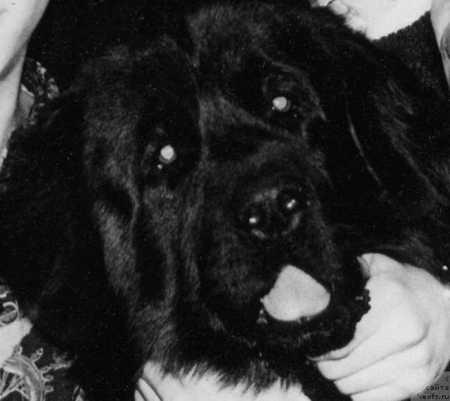 Фото: ньюфаундленд Пегас