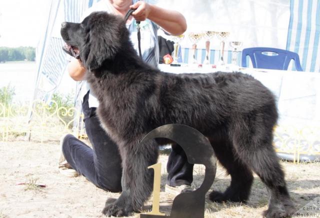 Фото: ньюфаундленд Бархатное Ушко