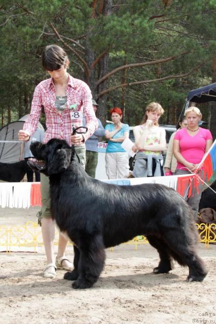 Фото: ньюфаундленд Флагман от Сибирского Медведя (Flagman ot Sibirskogo Medvedja)