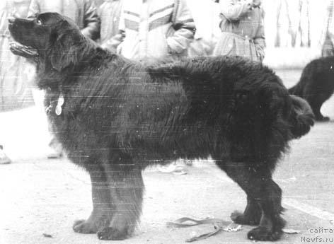 Фото: ньюфаундленд Сурдара Ярби