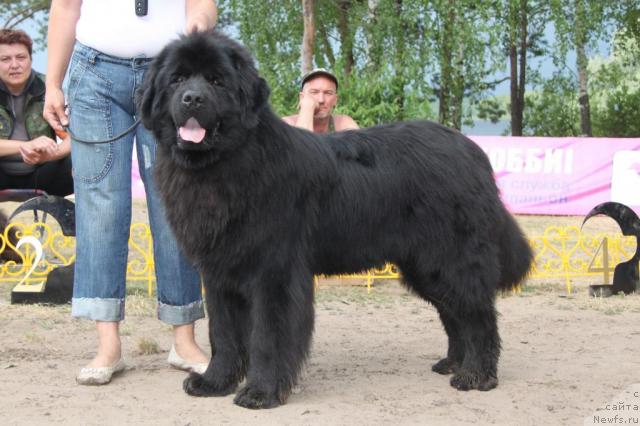 Фото: ньюфаундленд Ньюфорт Лунный Бархат