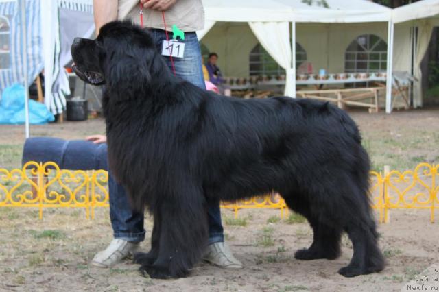 Фотография № 46394