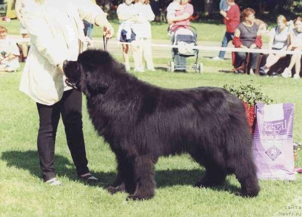 Фото: ньюфаундленд New-Fuur-Land's Block Buster