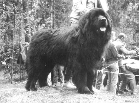 Фото: ньюфаундленд Янвин Жофрей